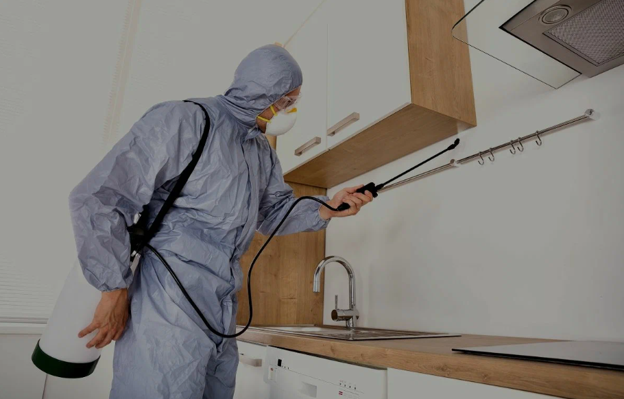 Sachse pest managment